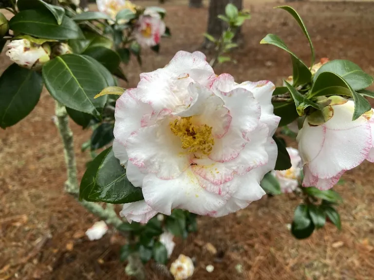 Camellia japonica 'Betty's Beauty' flower