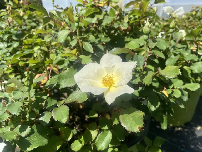 Rosa 'Radwhite' (White Knock Out®) flower